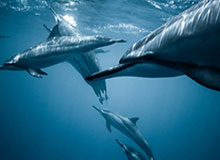 华体会hth官网：开启你我的体育新纪元